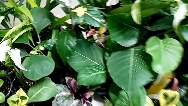 Выставка в Новороссийске 18-19 апреля. ТЦ Бон Пассаж. Часть 1.