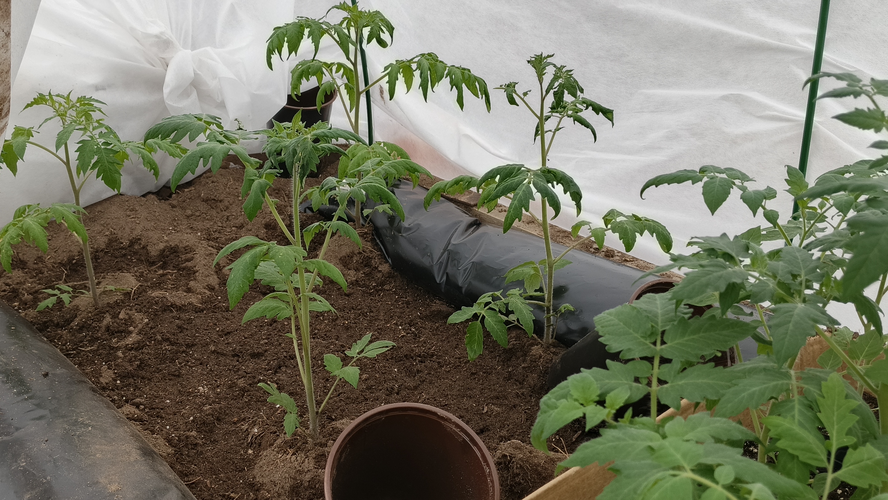 Томаты в теплице приободрились.Впереди заморозки ночные и дневные