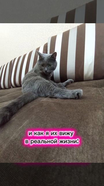 #КОТЫ #МЕМЫ ПРО КОТОВ!!