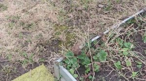 Мои 6 соток 18 апреля 2026 года. Ремонт в домике, сажаю маргаритки. Дождь