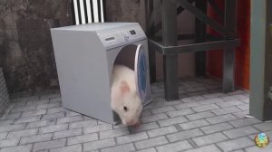 Хомячок убегает из лабиринта гигантских крокодилов! часть 13