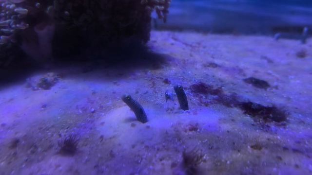 Пятнистый садовый угорь. Вся жизнь в песке. Рыбки. Рыбы. Милые червячки. Москвариум 2026