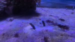 Пятнистый садовый угорь. Вся жизнь в песке. Рыбки. Рыбы. Милые червячки. Москвариум 2026