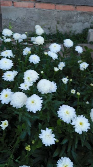 Нивяники ОЛД КОЛД ВАРИЕТТЕ, ВАРИЕГАТНАЯ И ФИОНА ГОКХИЛ