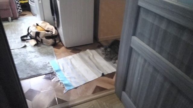 Затролили кота