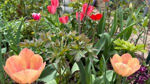 Лилии из Остров Цветов🌺🌿🌸🌿🌼Зацвели Тюльпаны🌷🌷🌷