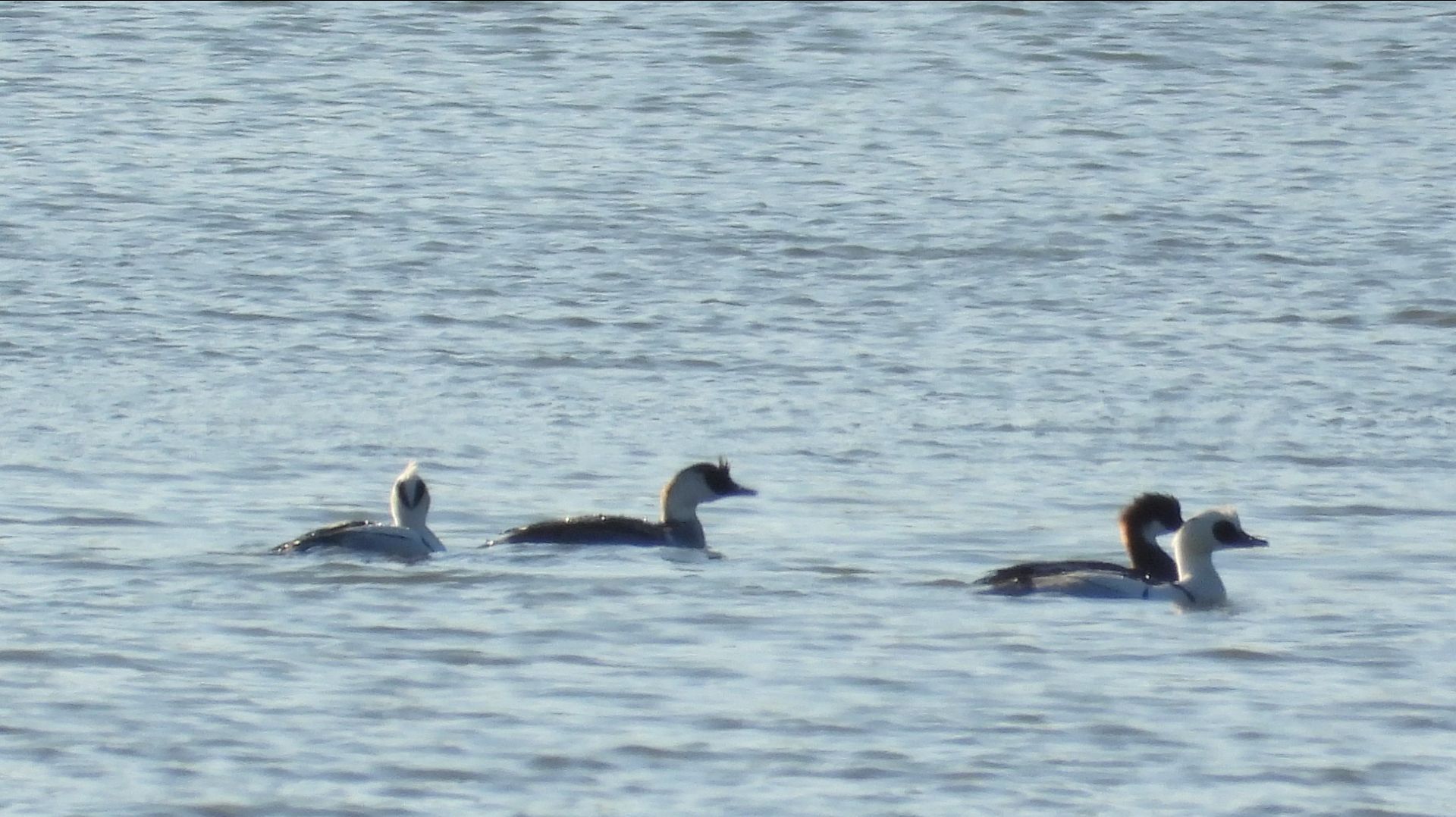 Птицы из Красной Книги Новгородской области, Луток, наблюдение в Шолохово, 18 апреля 2026