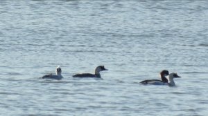 Птицы из Красной Книги Новгородской области, Луток, наблюдение в Шолохово, 18 апреля 2026
