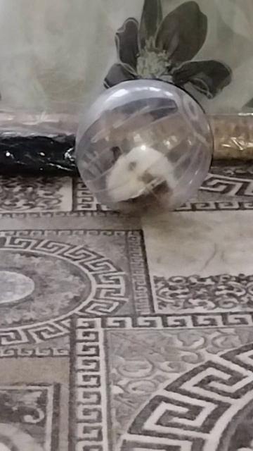 Хомяк и прогулочный шар