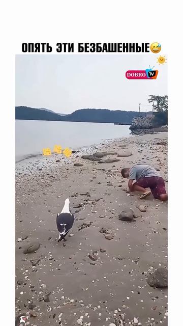 эти забавные животные