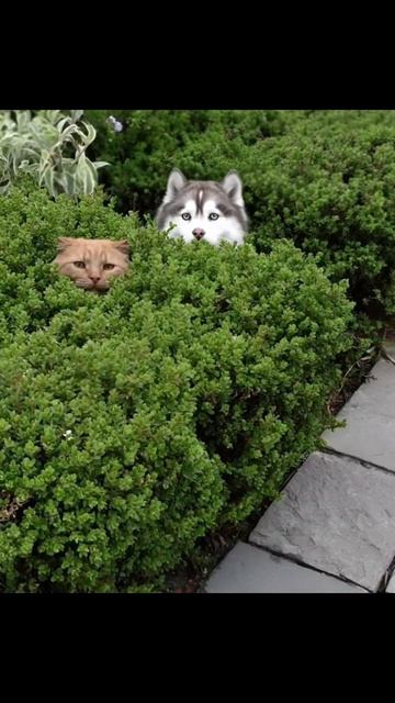 эти забавные животные