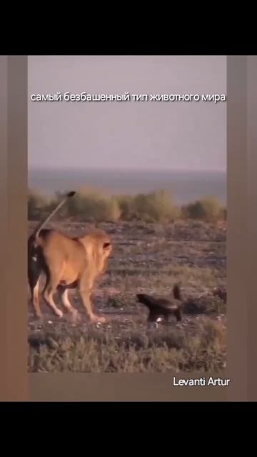 эти забавные животные