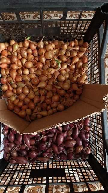 Лук спустя две недели прогрева