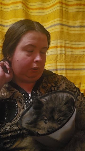 Снова капаем в глаз собаке. шпиц собака животные шпицы