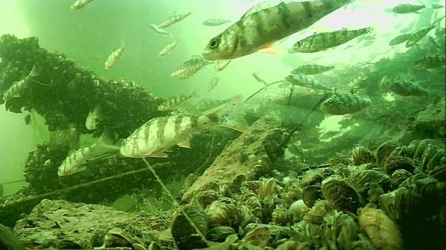 1000015540.mp4Волга гл.2м.18.04.2026г.