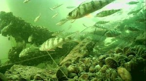 1000015540.mp4Волга гл.2м.18.04.2026г.