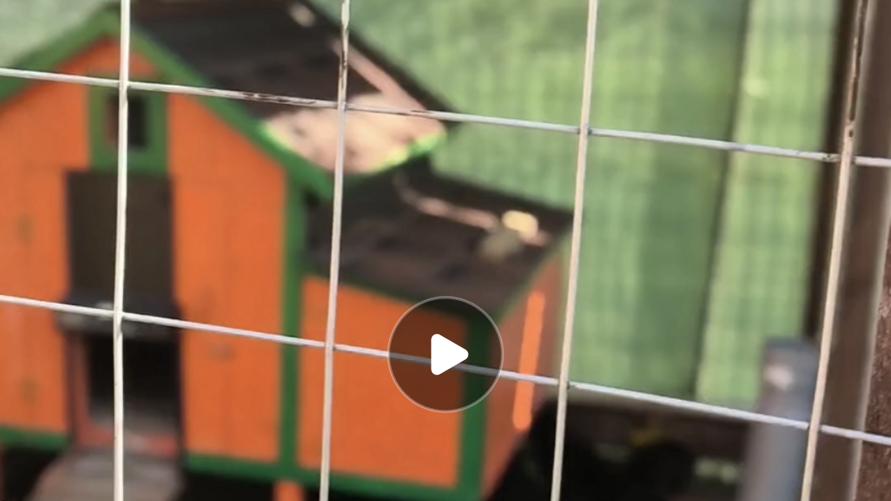 Обзор моих новых курятников после месяца эксплуатации #птицеводство