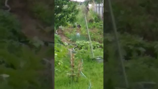 Аист, сад, огород, у дома