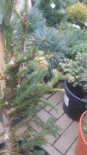 ❤🌲Пихта благородная Рэд Тейл 
✔Продажа растений в макс и телеграм канале: Https://t.me/love_is_hvoin