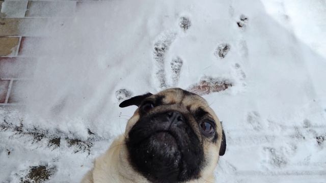 Купили продукты и вкусняшки питомцам. В теплице всходит зелень🙂