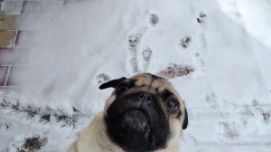 Купили продукты и вкусняшки питомцам. В теплице всходит зелень🙂