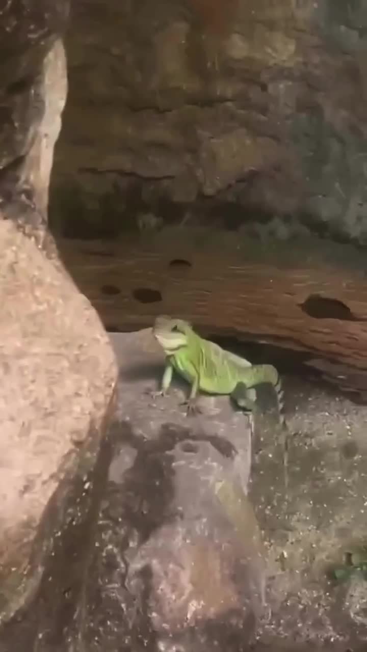 #Милые #животные #видео