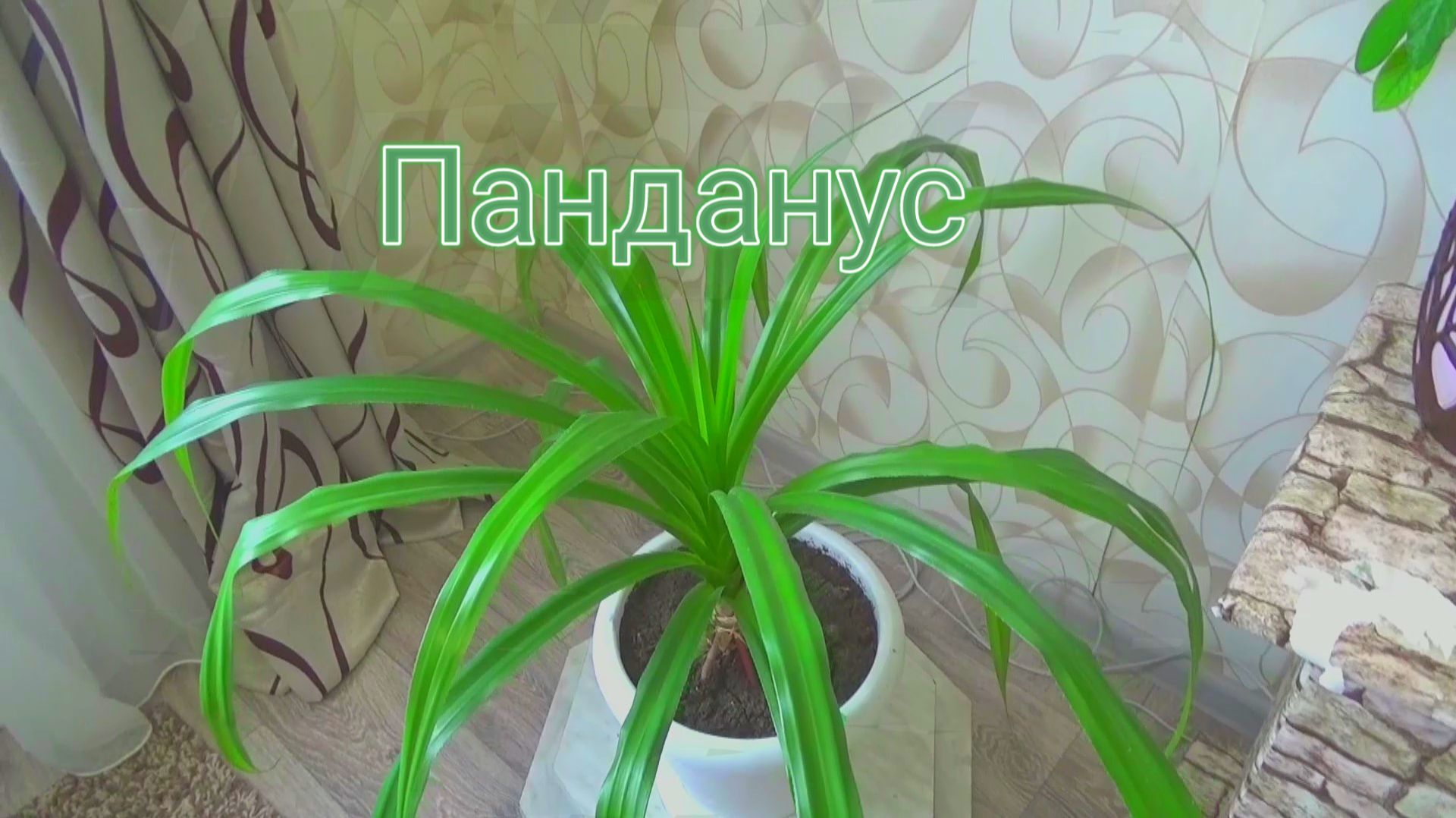 ПАНДАНУС (пандан) или ВИНТОВАЯ ПАЛЬМА. Уход в домашних условиях.