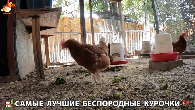 Цыплята и Курочки селяночки лучшие беспородные несушки 🥚 (467)