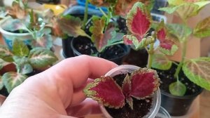 Колеусы - черенкую крупнолистные, перевалка в больший обьем и новый посев.