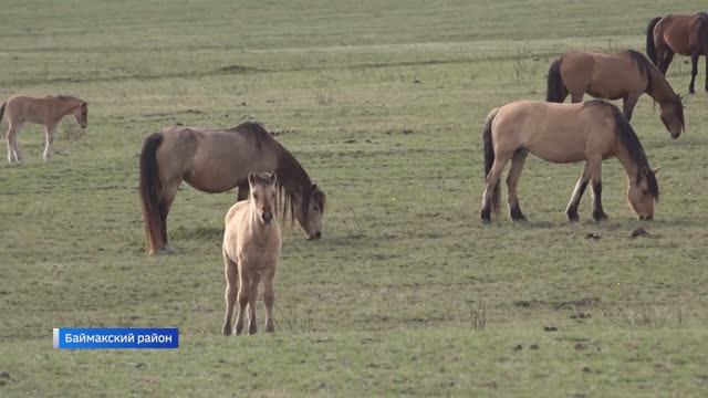 Башкирские лошади отправились на службу в ДНР