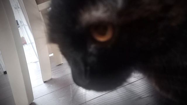 вы ещё кошку в эдите лайкните