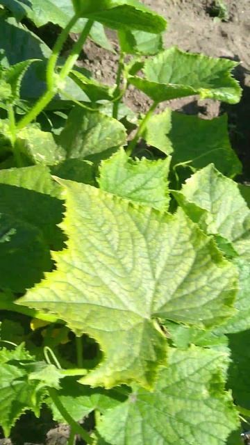 Капельный полив огурцов