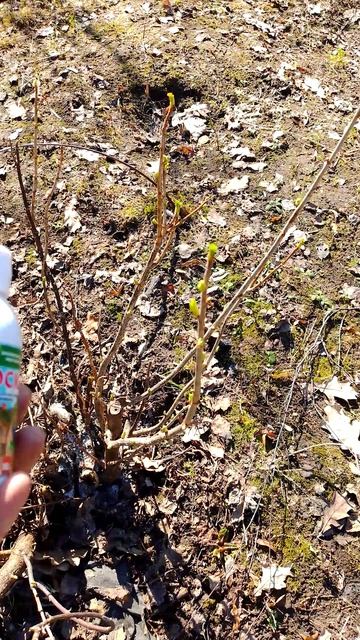 Обработка сада на стадии зелёного конуса!