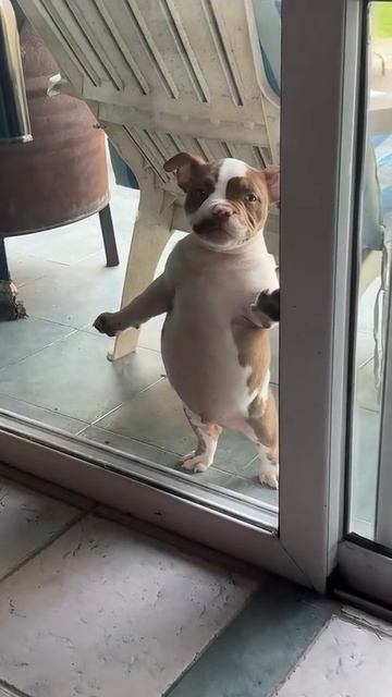 эти забавные животные