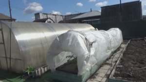 Как я делаю ТОННЕЛИ для томатов, высаженных в открытый грунт в ранние сроки. 15 апреля 2025.