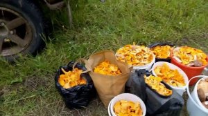 лисички в кузнецово