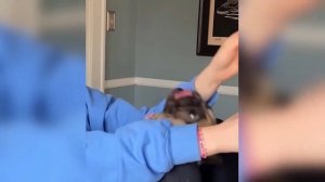 Приколы с животными🤗 Смешные видео про животных 🤗СМЕШНОЕ ВИДЕО😍 Наши любимые смешные животные