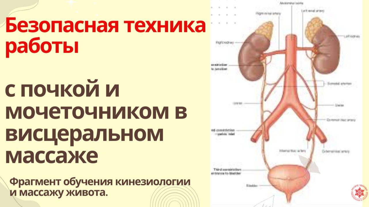 Безопасная техника работы с почкой и мочеточником в висцеральном массаже. Фрагмент обучения