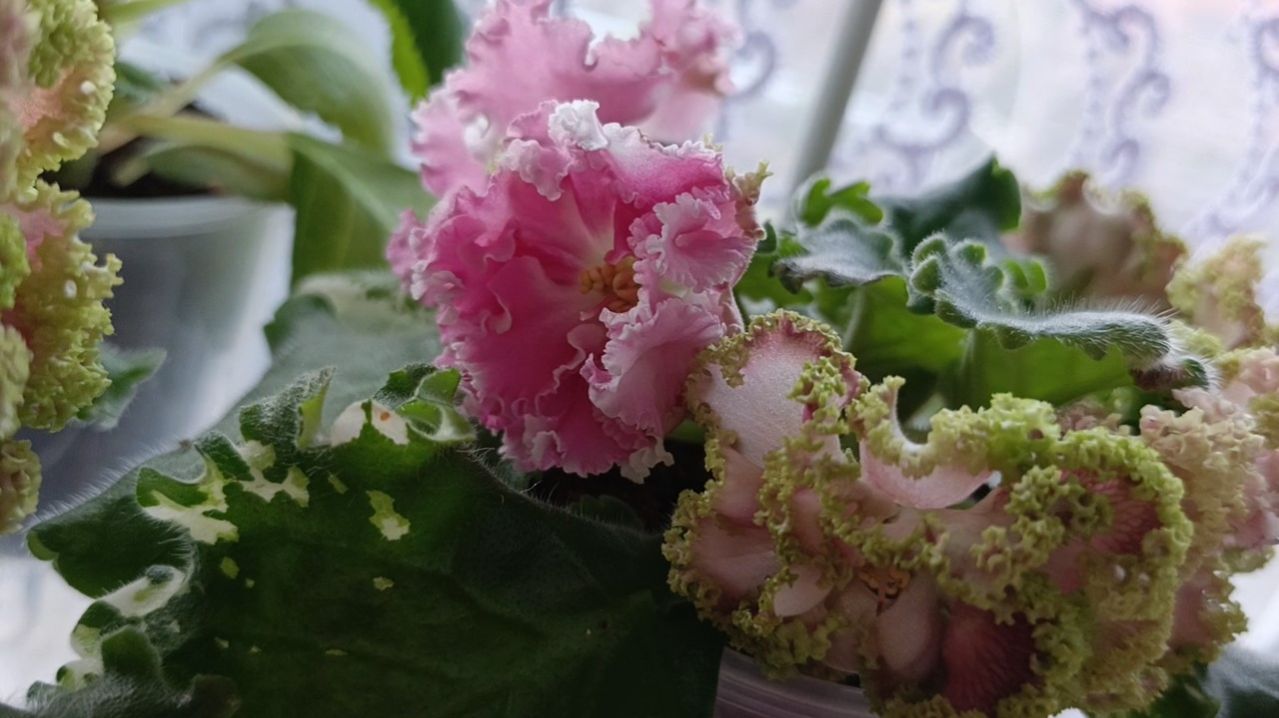 18 апреля. Навожу порядок. Фиалки. Глоксинии.