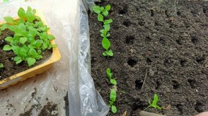 Пикирую астры в ящики