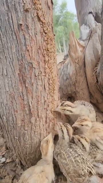 Птенцы серого турача едят термитов