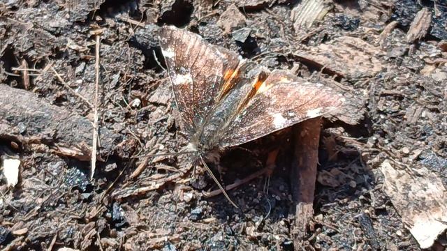 Весенница берёзовая (Archiearis Parthenias)