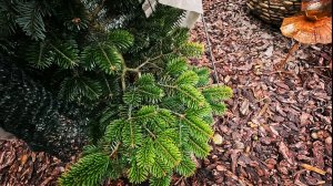 Открываю хвойные🌲Часть I Новинки! 🔥 17.04.26г #дача #обзор #сад #garden