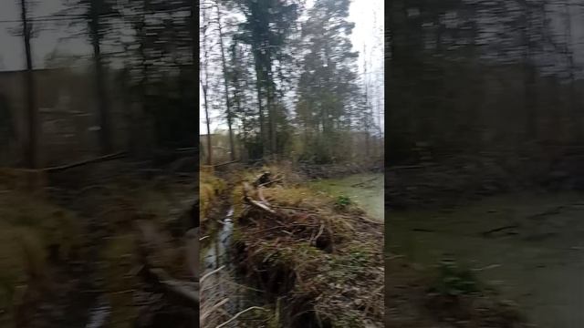 дерево Миша