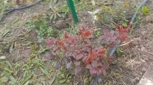 Как развиваются розы 18.04.26