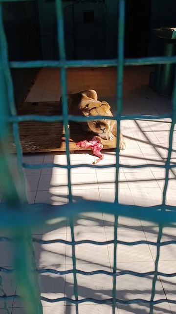 львица завтракает