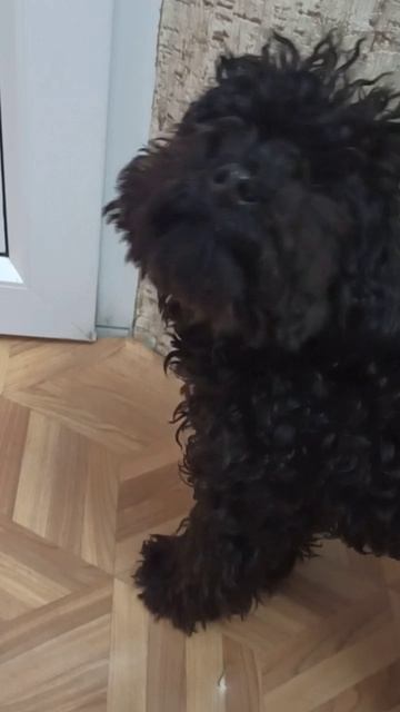 Собачка Айза плачет. 😄