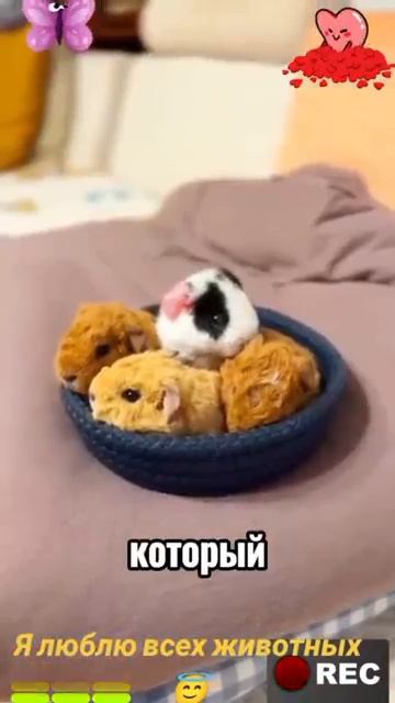 Животные-приколы и не только😉😅