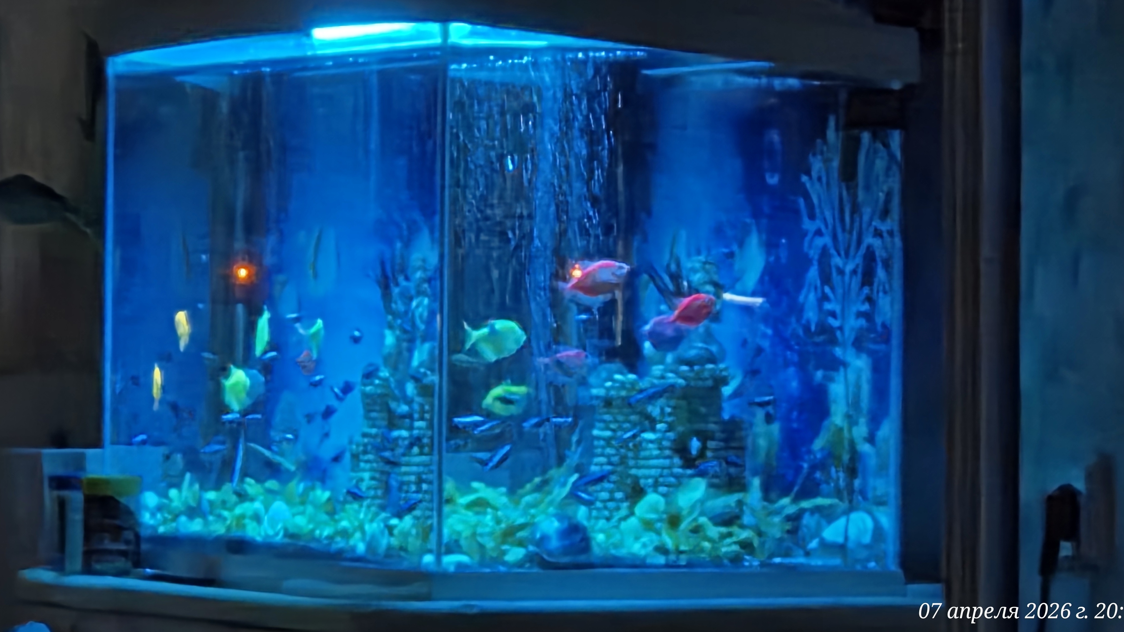 Аквариумные рыбки. Разные