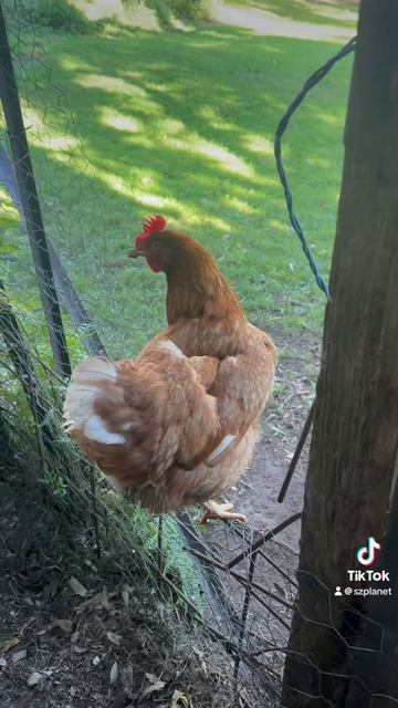 Курицы и наглые Магпай прилетели